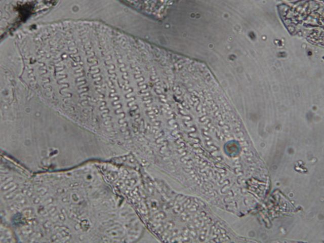 eleusine_coracana_x_40.jpg